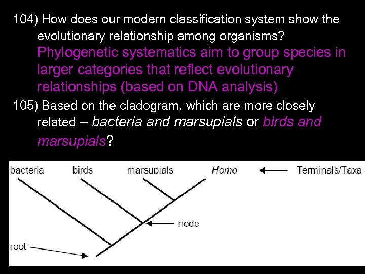 104) How does our modern classification system show the evolutionary relationship among organisms? Phylogenetic