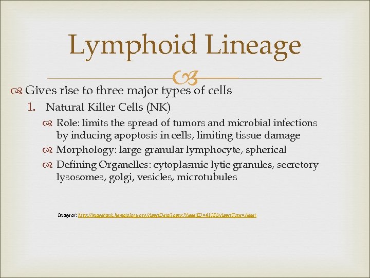 Lymphoid Lineage of cells Gives rise to three major types 1. Natural Killer Cells