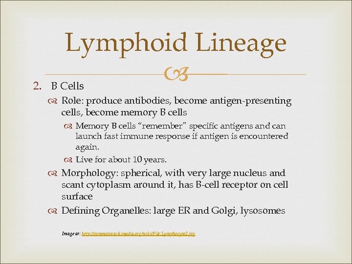 2. Lymphoid Lineage B Cells Role: produce antibodies, become antigen-presenting cells, become memory B