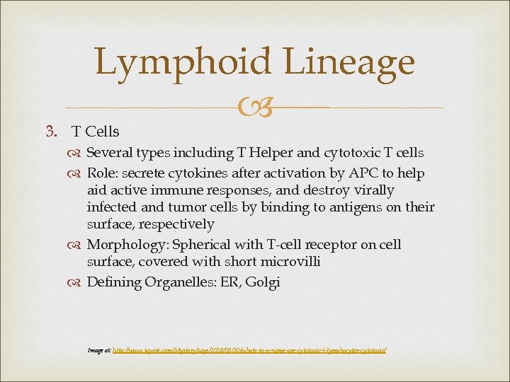 Lymphoid Lineage 3. T Cells Several types including T Helper and cytotoxic T cells
