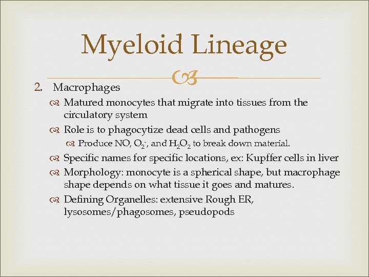 2. Myeloid Lineage Macrophages Matured monocytes that migrate into tissues from the circulatory system