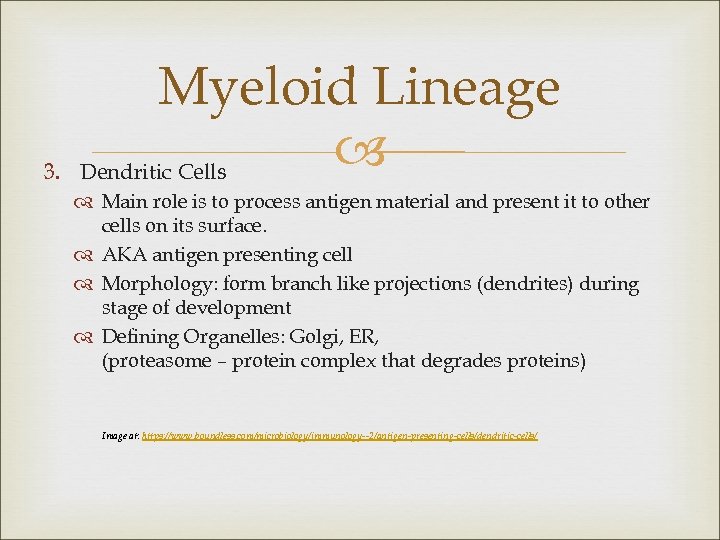 3. Myeloid Lineage Dendritic Cells Main role is to process antigen material and present