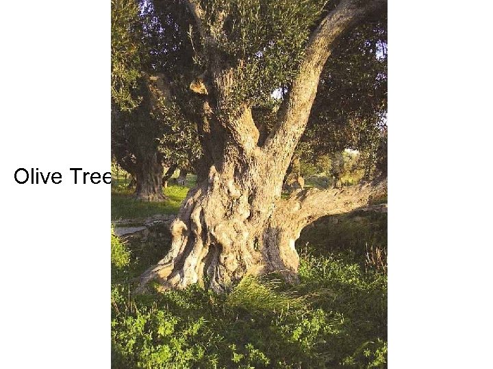 Olive Tree 