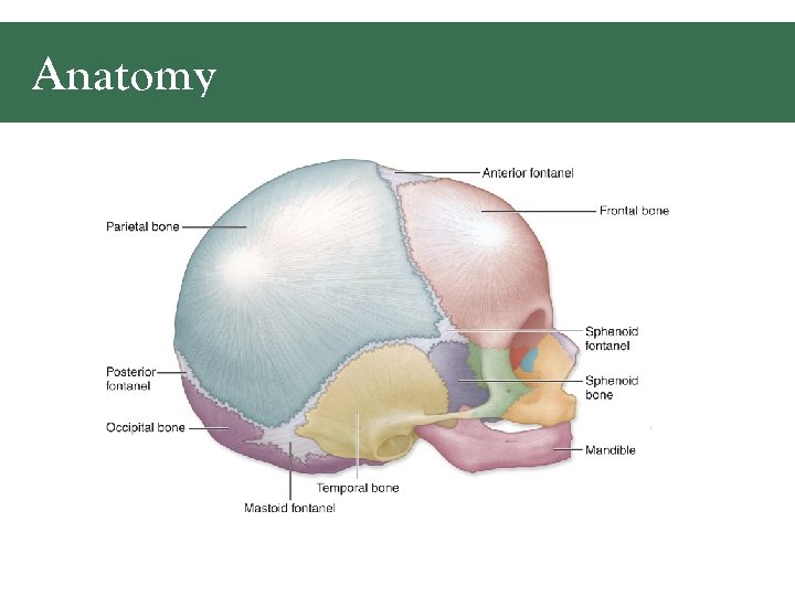 Anatomy 