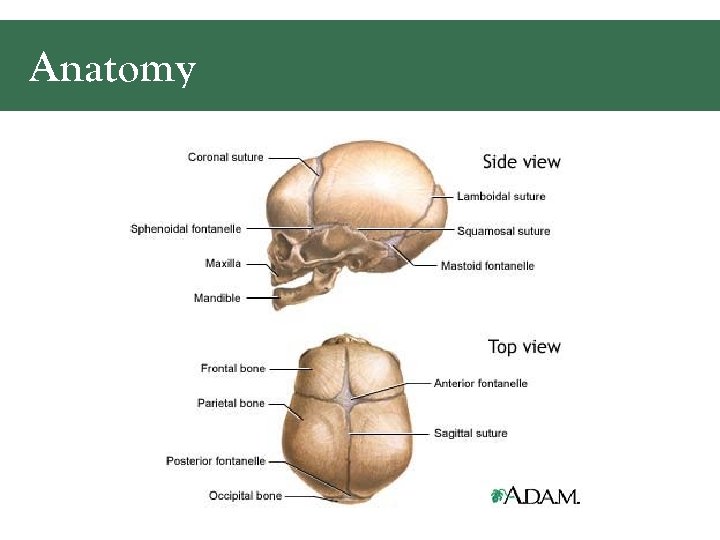 Anatomy 