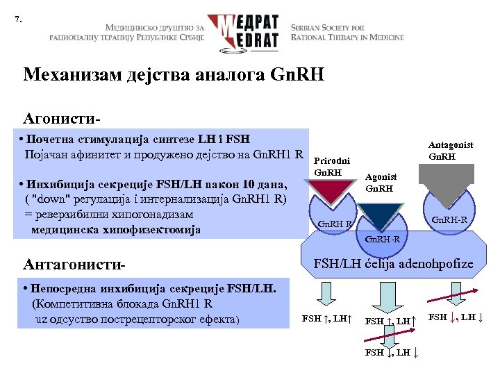 7. Механизам дејства аналога Gn. RH Агонисти • Почетна стимулација синтезе LH i FSH