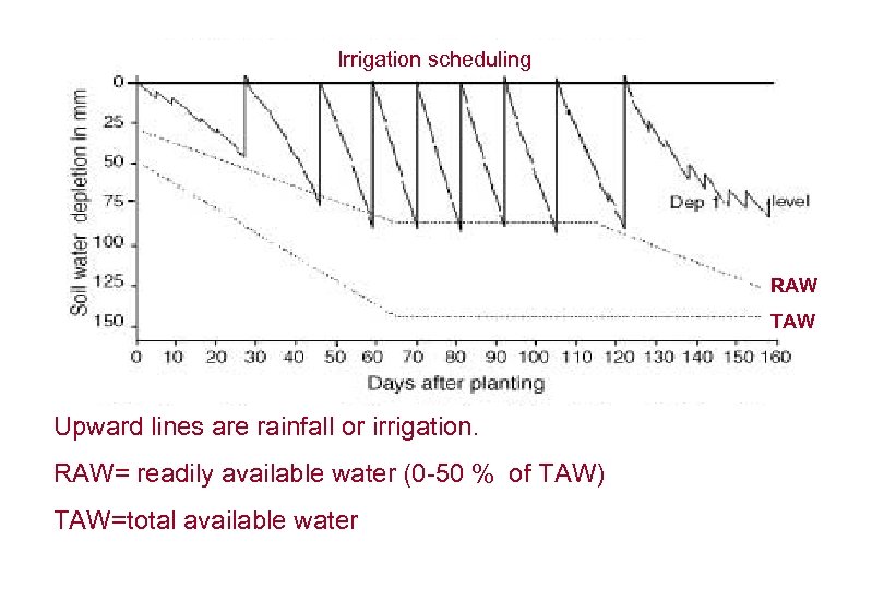 Irrigation scheduling RAW TAW Upward lines are rainfall or irrigation. RAW= readily available water