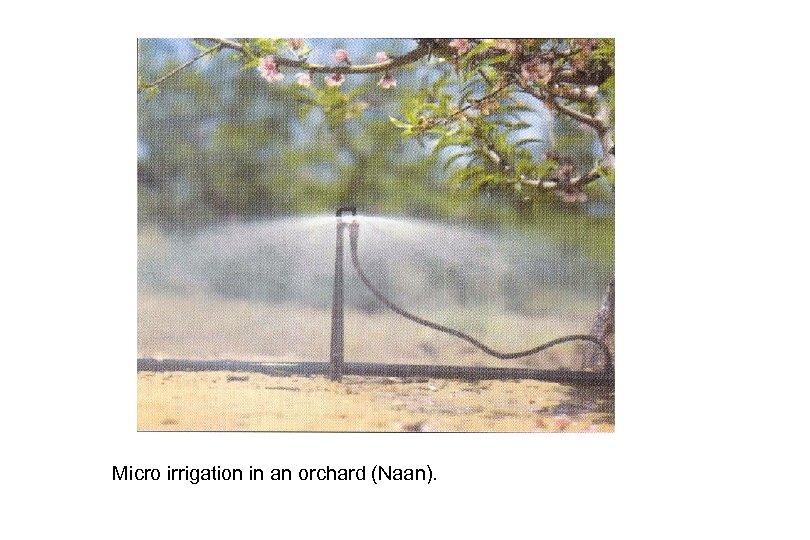 Micro irrigation in an orchard (Naan). 