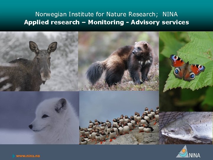 Norwegian Institute for Nature Research; NINA Applied research – Monitoring - Advisory services Photos: