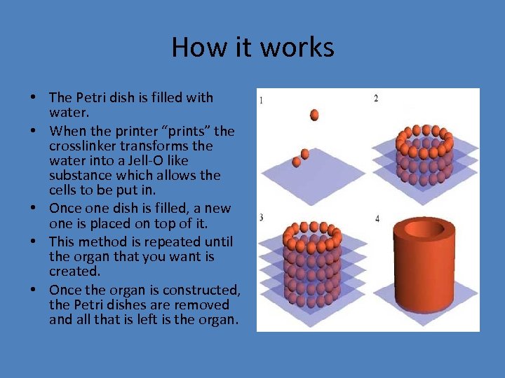 How it works • The Petri dish is filled with water. • When the