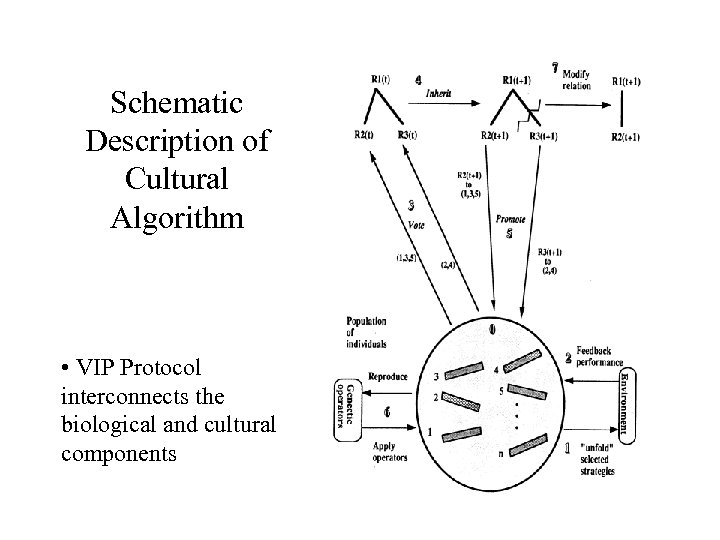 Schematic Description of Cultural Algorithm • VIP Protocol interconnects the biological and cultural components