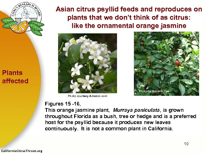 Asian citrus psyllid feeds and reproduces on plants that we don’t think of as