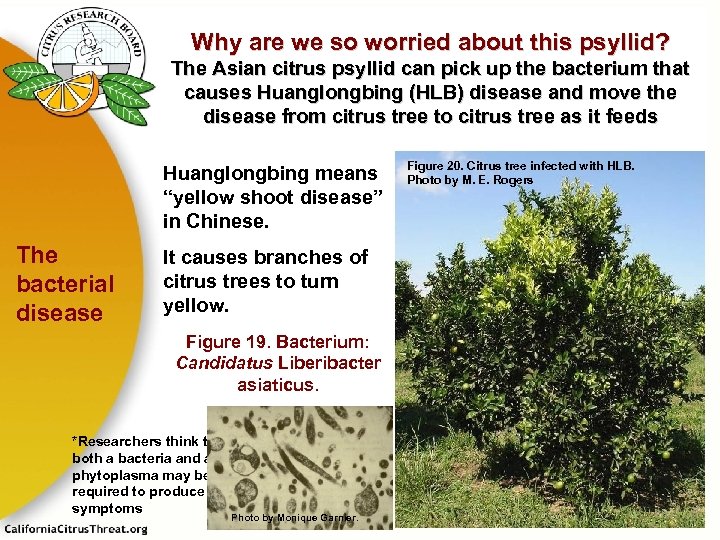 Why are we so worried about this psyllid? The Asian citrus psyllid can pick