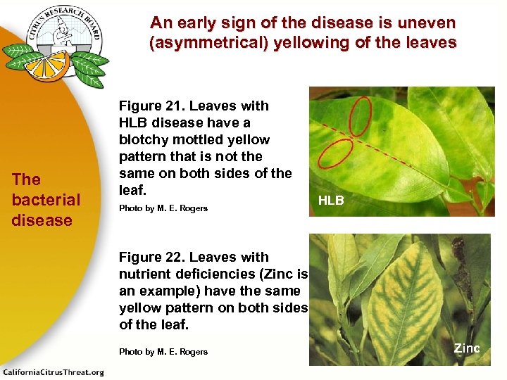 An early sign of the disease is uneven (asymmetrical) yellowing of the leaves The