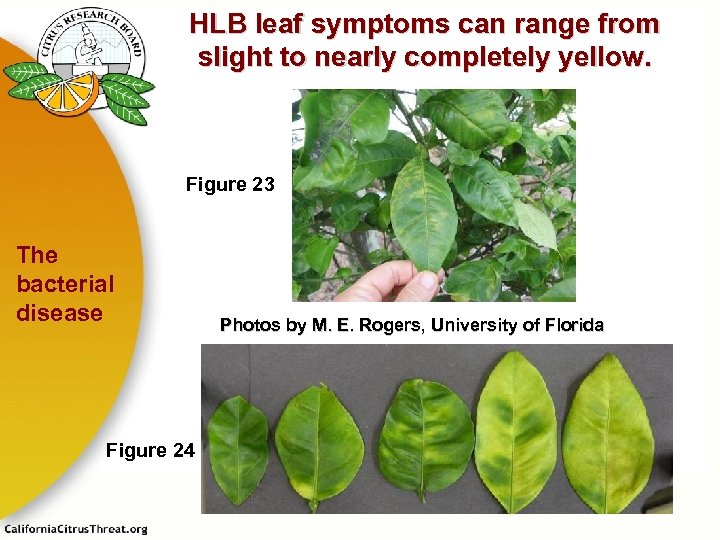 HLB leaf symptoms can range from slight to nearly completely yellow. Figure 23 The