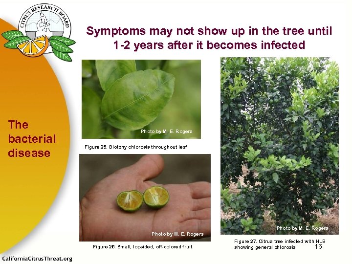 Symptoms may not show up in the tree until 1 -2 years after it