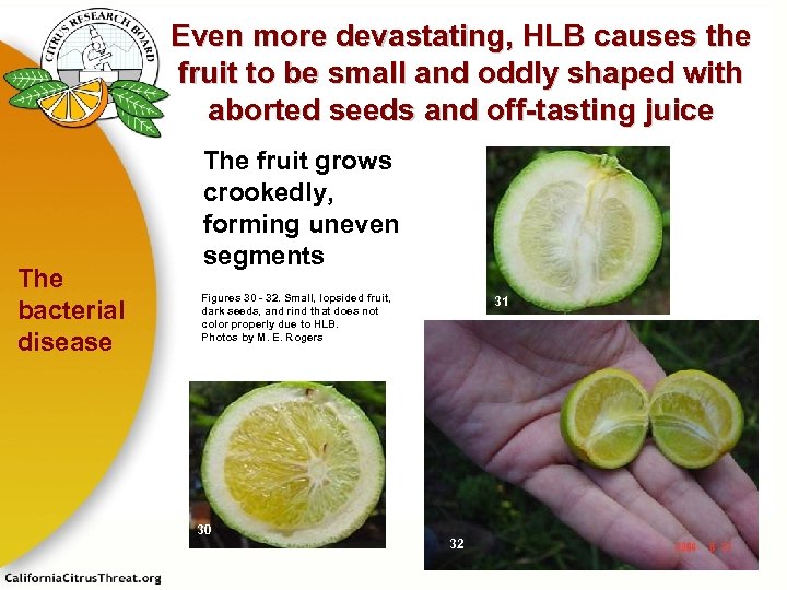 Even more devastating, HLB causes the fruit to be small and oddly shaped with