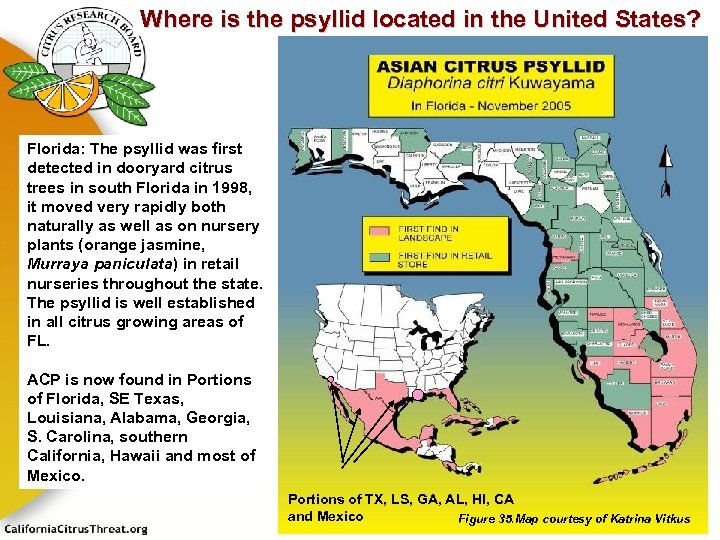 Where is the psyllid located in the United States? Florida: The psyllid was first