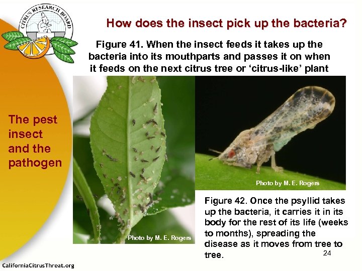 How does the insect pick up the bacteria? Figure 41. When the insect feeds