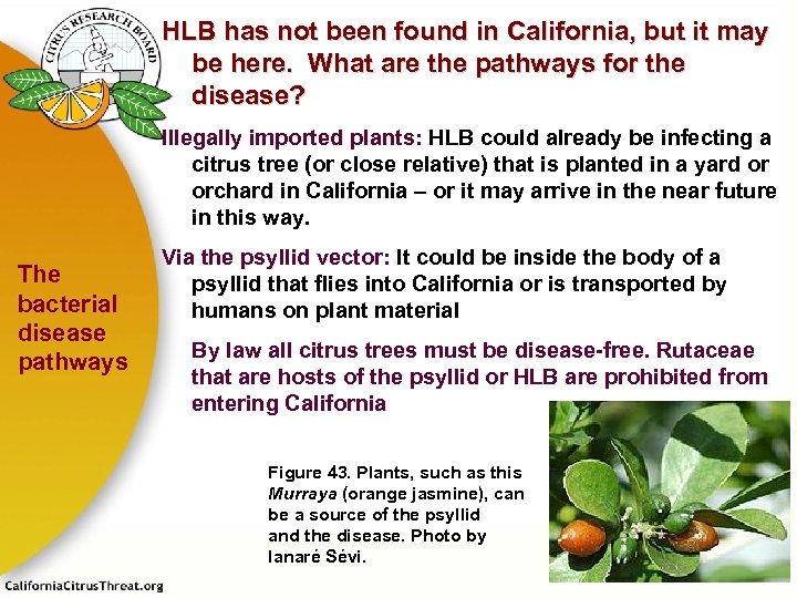 HLB has not been found in California, but it may be here. What are