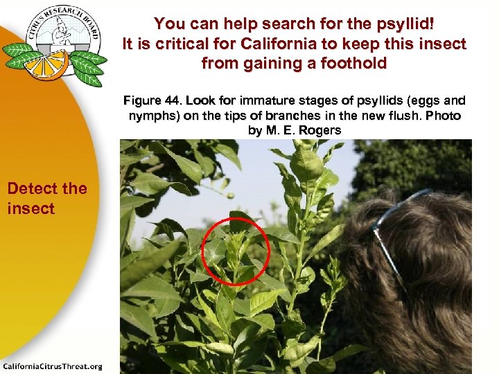 You can help search for the psyllid! It is critical for California to keep