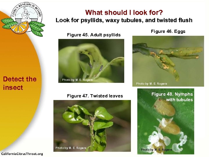 What should I look for? Look for psyllids, waxy tubules, and twisted flush Figure