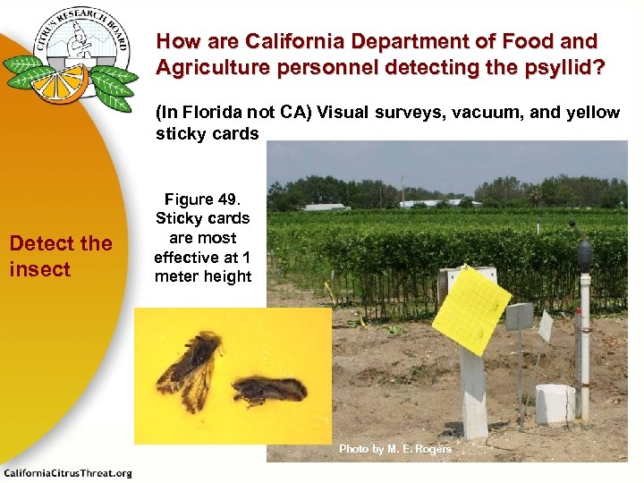 How are California Department of Food and Agriculture personnel detecting the psyllid? (In Florida