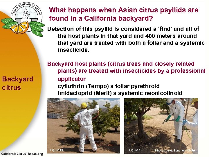 What happens when Asian citrus psyllids are found in a California backyard? Detection of