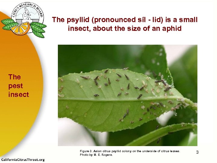 The psyllid (pronounced síl - lid) is a small insect, about the size of