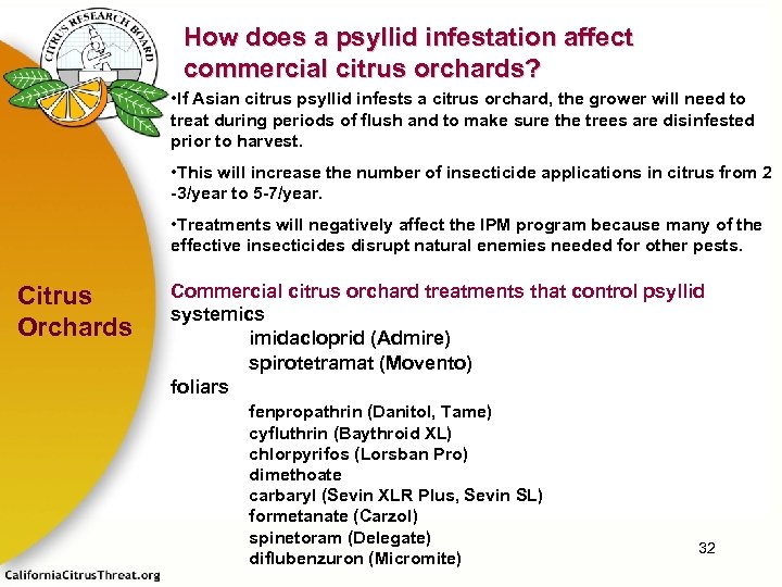 How does a psyllid infestation affect commercial citrus orchards? • If Asian citrus psyllid