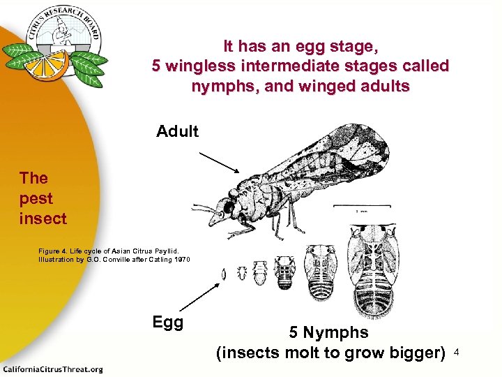 It has an egg stage, 5 wingless intermediate stages called nymphs, and winged adults