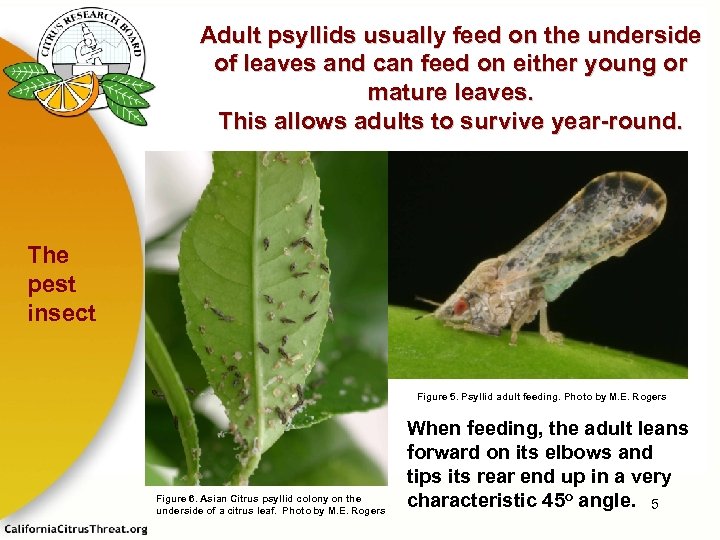 Adult psyllids usually feed on the underside of leaves and can feed on either