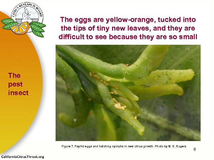 The eggs are yellow-orange, tucked into the tips of tiny new leaves, and they