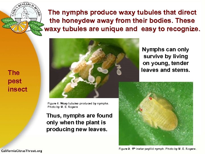 The nymphs produce waxy tubules that direct the honeydew away from their bodies. These