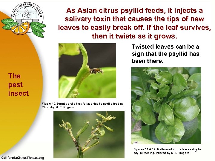 As Asian citrus psyllid feeds, it injects a salivary toxin that causes the tips