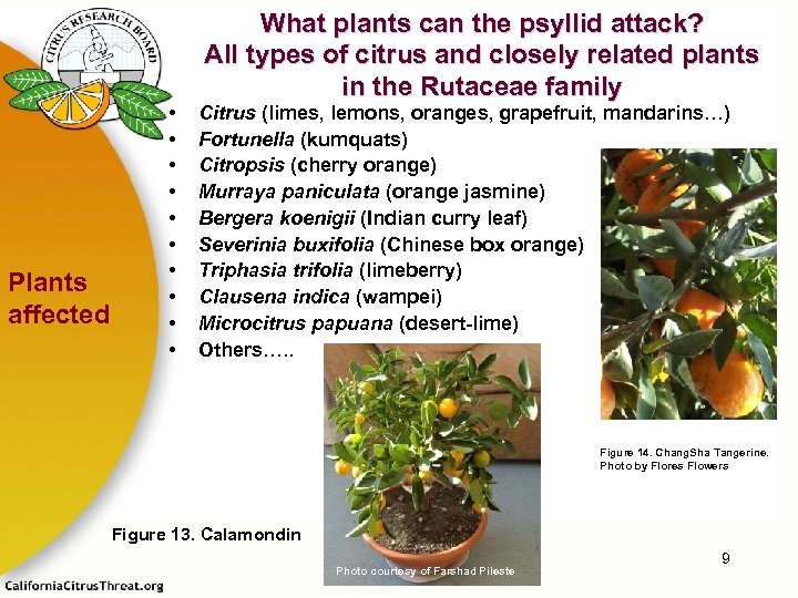 Plants affected • • • What plants can the psyllid attack? All types of