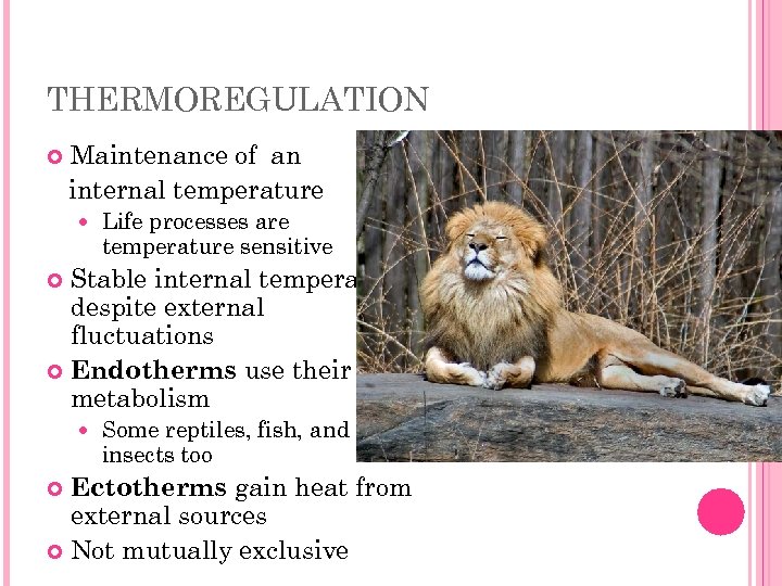 THERMOREGULATION Maintenance of an internal temperature Life processes are temperature sensitive Stable internal temperature