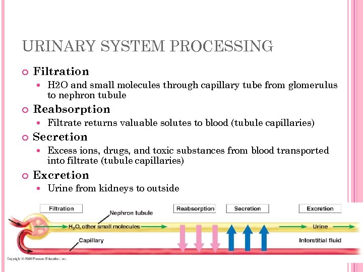 URINARY SYSTEM PROCESSING Filtration Reabsorption Filtrate returns valuable solutes to blood (tubule capillaries) Secretion