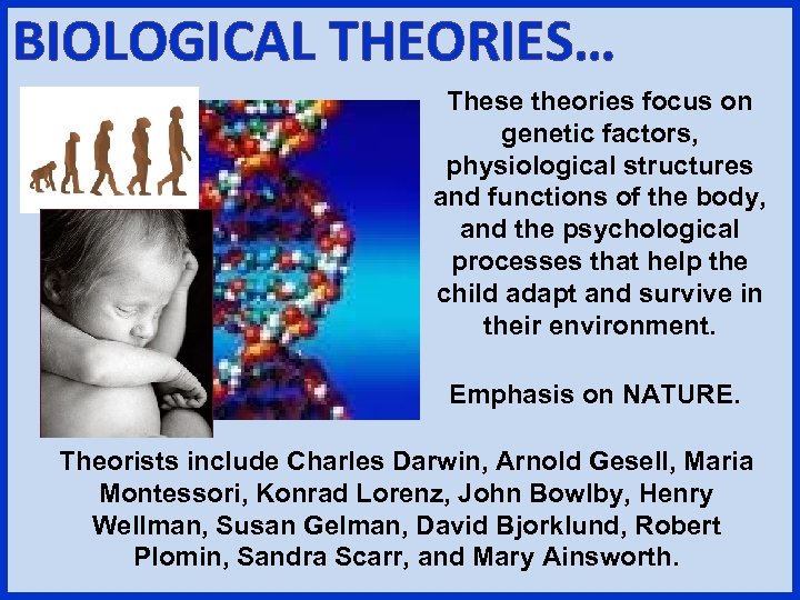 BIOLOGICAL THEORIES… These theories focus on genetic factors, physiological structures and functions of the