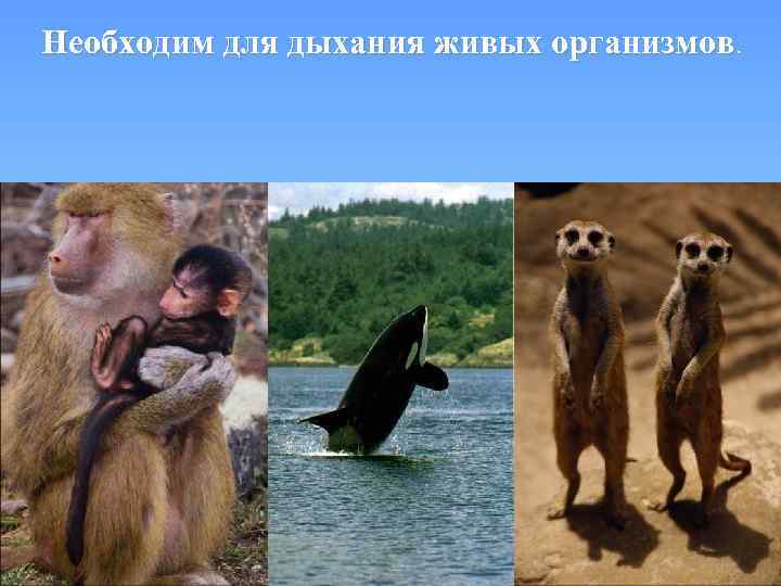 Необходим для дыхания живых организмов. 