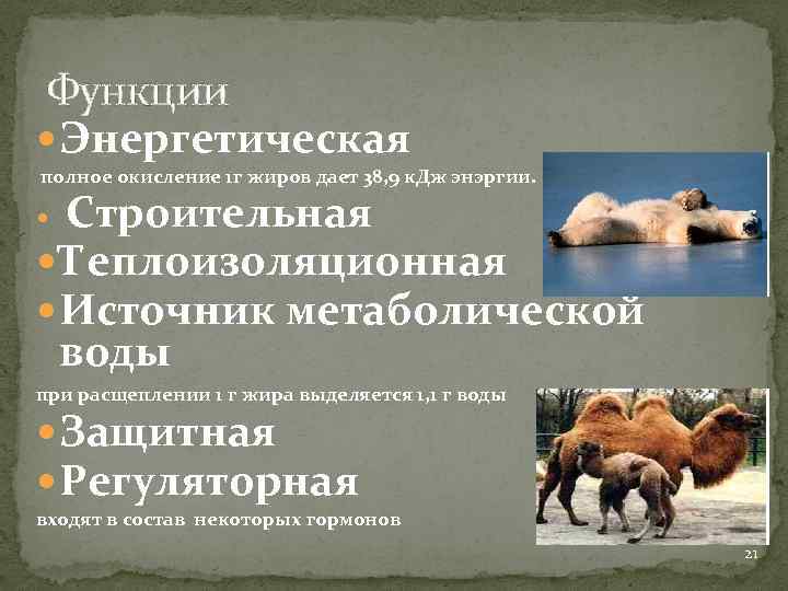 Функции Энергетическая полное окисление 1 г жиров дает 38, 9 к. Дж энэргии. Строительная