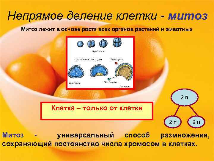 Непрямое деление клетки - митоз Митоз лежит в основе роста всех органов растений и