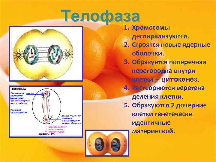 Телофаза 1. Хромосомы 2. 3. 4. 5. деспирализуются. Строятся новые ядерные оболочки. Образуется поперечная