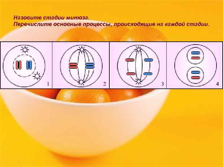 Назовите стадии митоза. Перечислите основные процессы, происходящие на каждой стадии. 