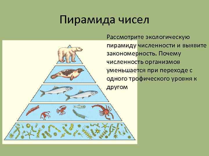 Экологическая пирамида картинки