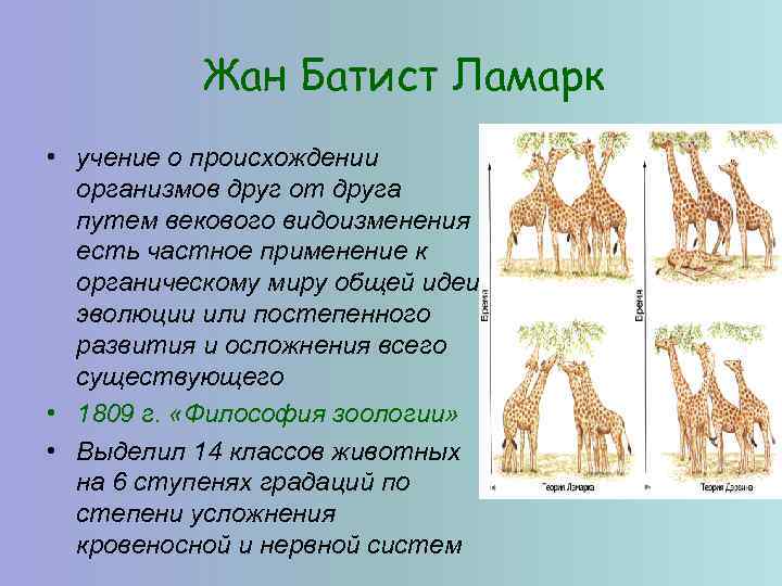 Жан Батист Ламарк • учение о происхождении организмов друг от друга путем векового видоизменения