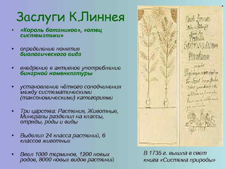 Заслуги К. Линнея • «Король ботаников» , «отец систематики» • определение понятия биологического вида