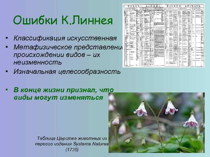 Ошибки К. Линнея • Классификация искусственная • Метафизическое представление о происхождении видов – их