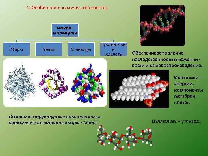 1. Особенности химического состава Макромолекулы Жиры Белки Углеводы Нуклеиновы е кислоты Обеспечивает явление наследственности