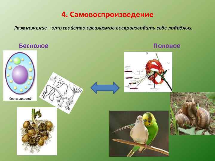 4. Самовоспроизведение Размножение – это свойство организмов воспроизводить себе подобных. Бесполое Половое 